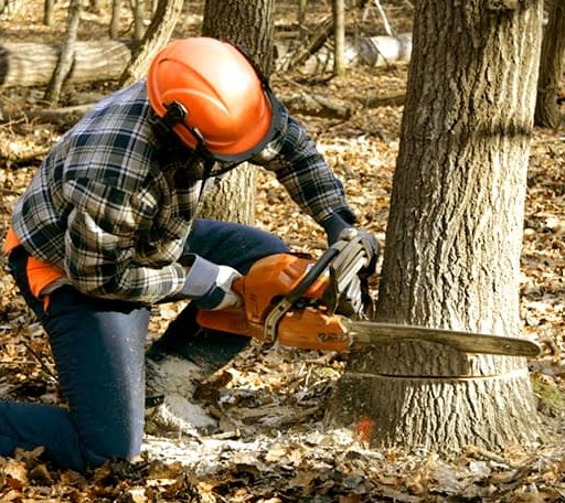 Tree Removal in Ollie, IA